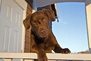 Porch: Dog Chocolate Labrador Retriever at house entrance