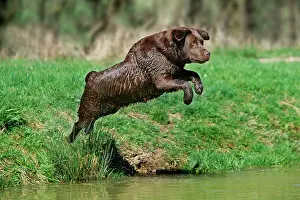 Liver: Dog - Chocolate Labrador Retriever jumping into water