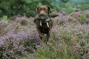 Retrieving: DOG. Chocolate labrador Retriever running through