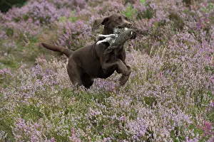 Retrieving: DOG. Chocolate labrador Retriever running through