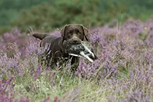 Retrieving: DOG. Chocolate labrador Retriever running through