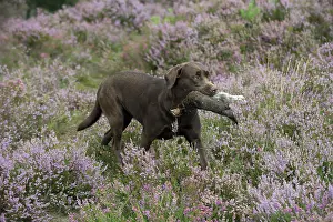 Retrieving: DOG. Chocolate labrador Retriever running through