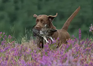Retrieving: DOG. Chocolate labrador Retriever running through