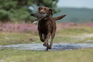 Retrieving: DOG. Chocolate labrador Retriever running carrying