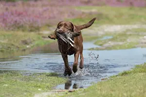 070917: DOG. Chocolate labrador Retriever running carrying