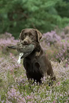 Retrieving: DOG. Chocolate labrador Retriever sitting in