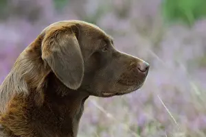 070917: DOG. Chocolate labrador Retriever sitting in Heather, head