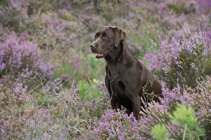 070917: DOG. Chocolate labrador Retriever sitting in Heather