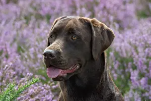 070917: DOG. Chocolate labrador Retriever sitting in Heather, head