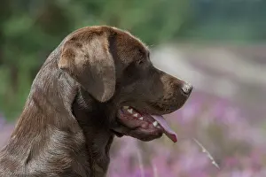 Profiles: DOG. Chocolate labrador Retriever sitting in Heather, head