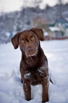Thoughtful: Dog - Chocolate Labrador Retriever sitting in snow