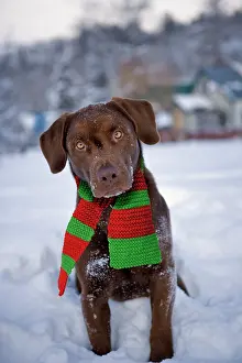 Scarves: Dog - Chocolate Labrador Retriever sitting in snow