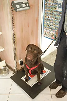 Weight: Dog - Chocolate Labrador being weighed