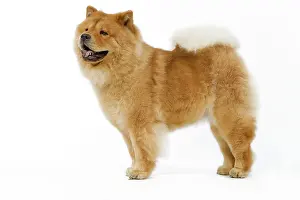 Chows: Dog - Chow chow