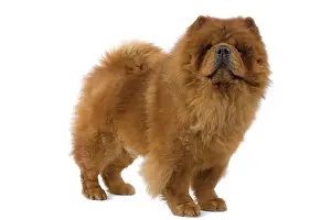 Utlity: Dog - Chow Chow
