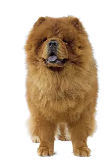 Utlity: Dog - Chow Chow
