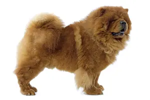 Utlity: Dog - Chow Chow
