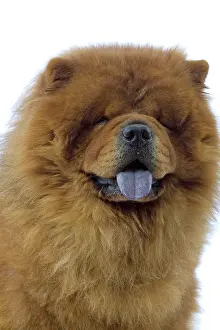 Utlity: Dog - Chow Chow