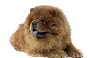 Utlity: Dog - Chow Chow