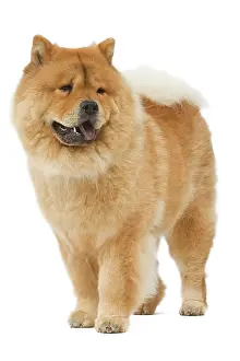 Chows: Dog - Chow chow - in studio