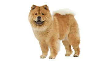 Chows: Dog - Chow chow - in studio