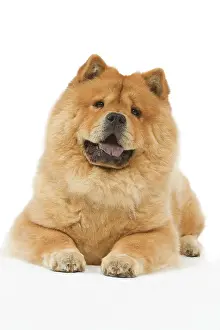 Chows: Dog - Chow chow - in studio