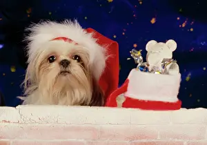 Stocking: Dog - Christmas