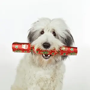 Cracker: Dog - with Christmas cracker