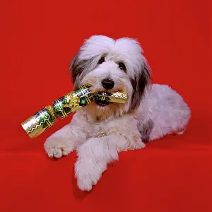 Cracker: Dog - With Christmas cracker