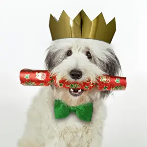 Cracker: Dog - with Christmas cracker wearing hat & bow tie