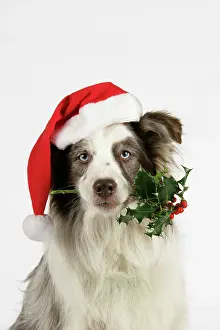 Capationable: Dog with christmas hat holding holly in mouth