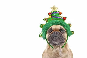 Festival: Dog with Christmas tree on head. French Bulldog