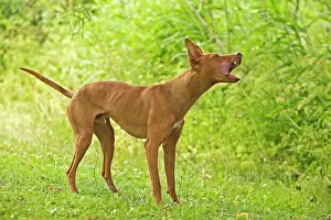 Etna: DOG - Cirneco dell'Etna / Sicilian Greyhound