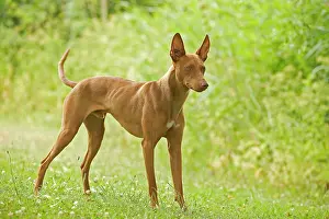 Etna: DOG - Cirneco dell'Etna / Sicilian Greyhound