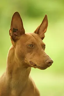 Etna: DOG - Cirneco dell'Etna / Sicilian Greyhound