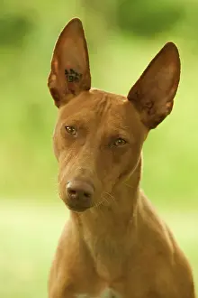Etna: DOG - Cirneco dell'Etna / Sicilian Greyhound