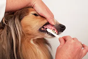 Obedience: DOG - CLEANING DOG'S TEETH