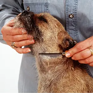 Obedience: DOG- close up HEAD, GROOMING