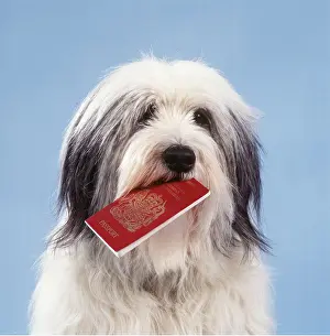 Passport: DOG - close up with passport