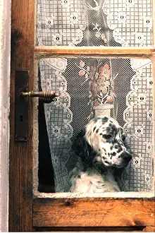 Frederic Rolland: DOG - close-up of head by lace curtain across window