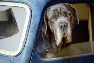 Wrinkly: Dog - close-up wrinkly head in blue car window