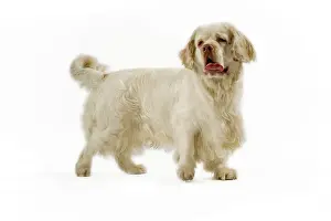 Clumber: Dog - Clumber Spaniel