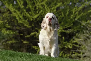 Clumber: Dog - Clumber Spaniel