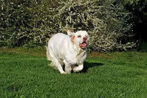 Clumber: Dog - Clumber Spaniel