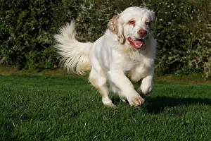 Clumber: Dog - Clumber Spaniel