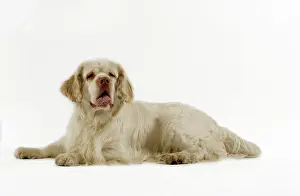 Clumber: Dog - Clumber Spaniel, lying down