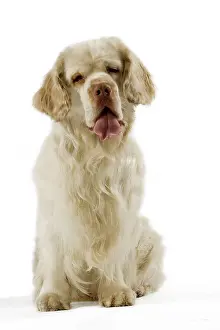 Clumber: Dog - Clumber Spaniel - Sitting down