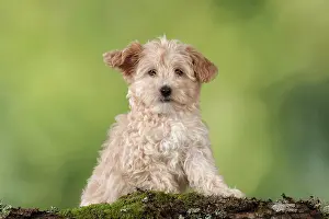 Cockapoo: Dog Cockapoo (7 weeks old )