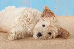 Cockapoo: Dog Cockapoo (7 weeks old )