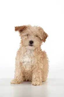 Cockapoo: Dog Cockapoo (7 weeks old )